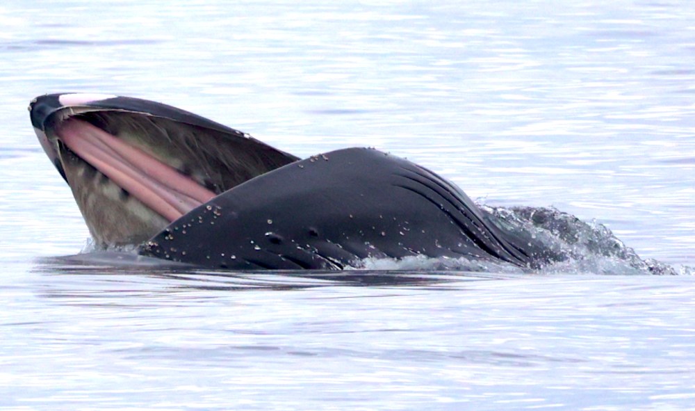 a whale jumping out of the water