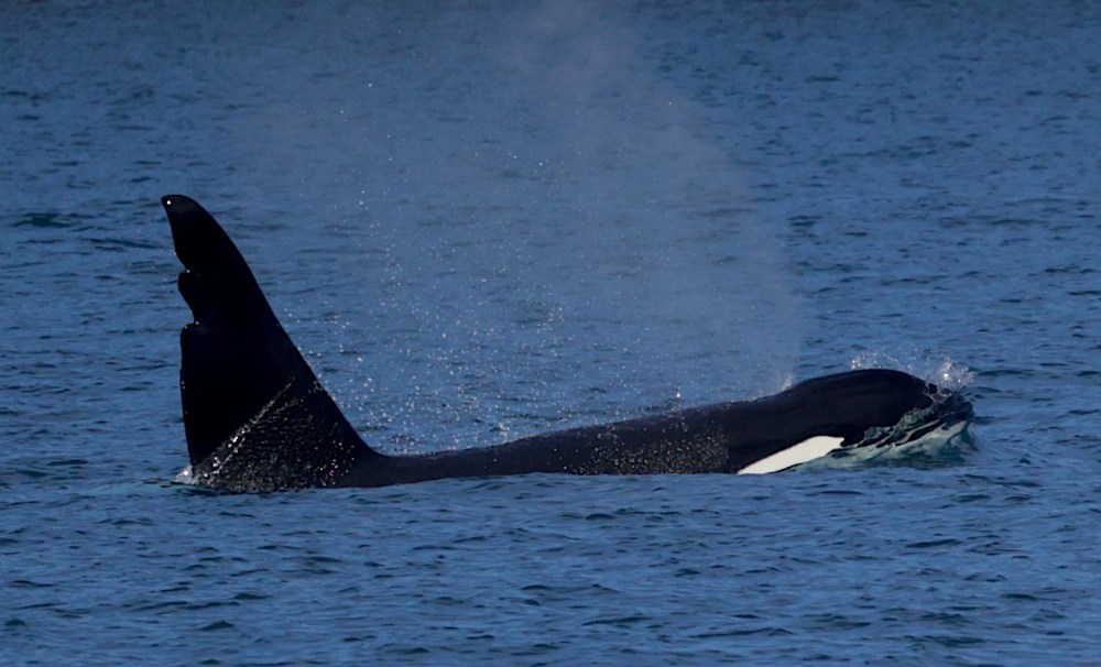 a whale jumping out of the water