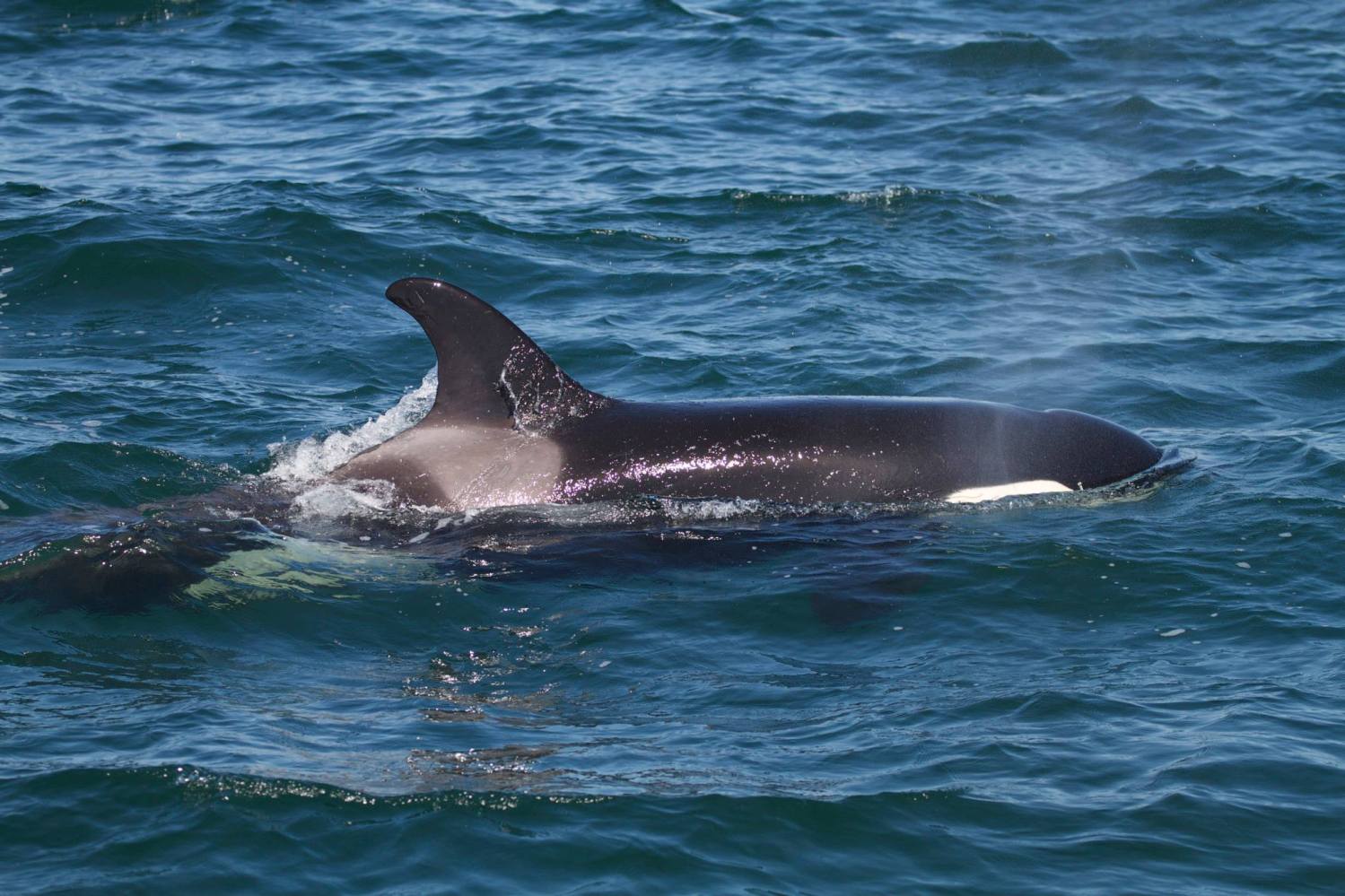 a whale jumping out of the water