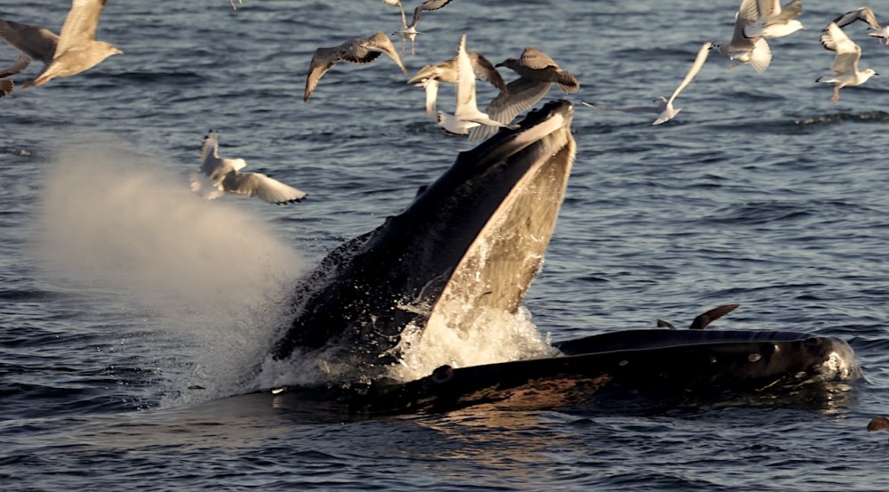 a flock of seagulls flying over a body of water