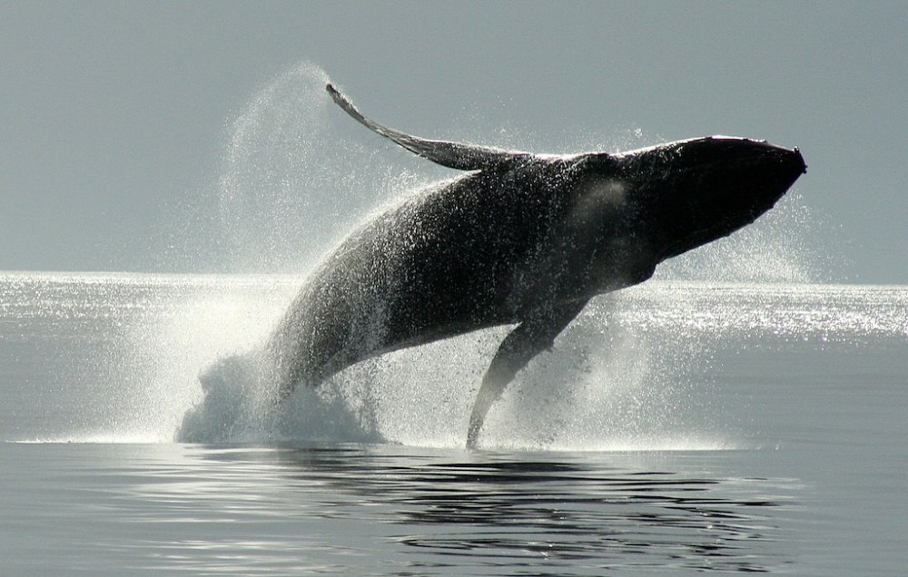 a man riding a wave on a surfboard in the water