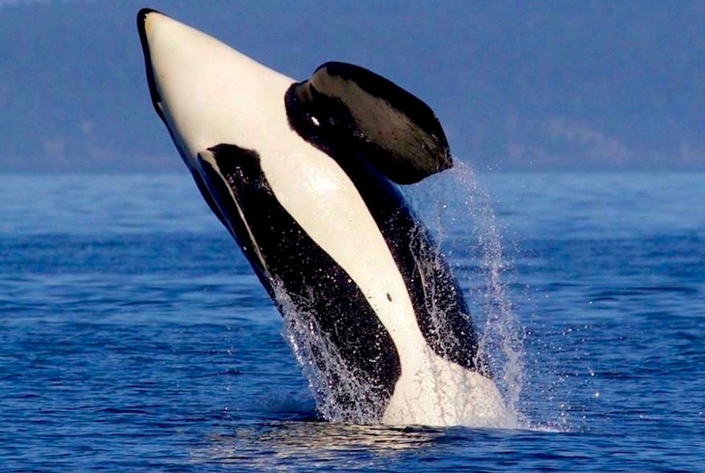 a dolphin jumping out of the water