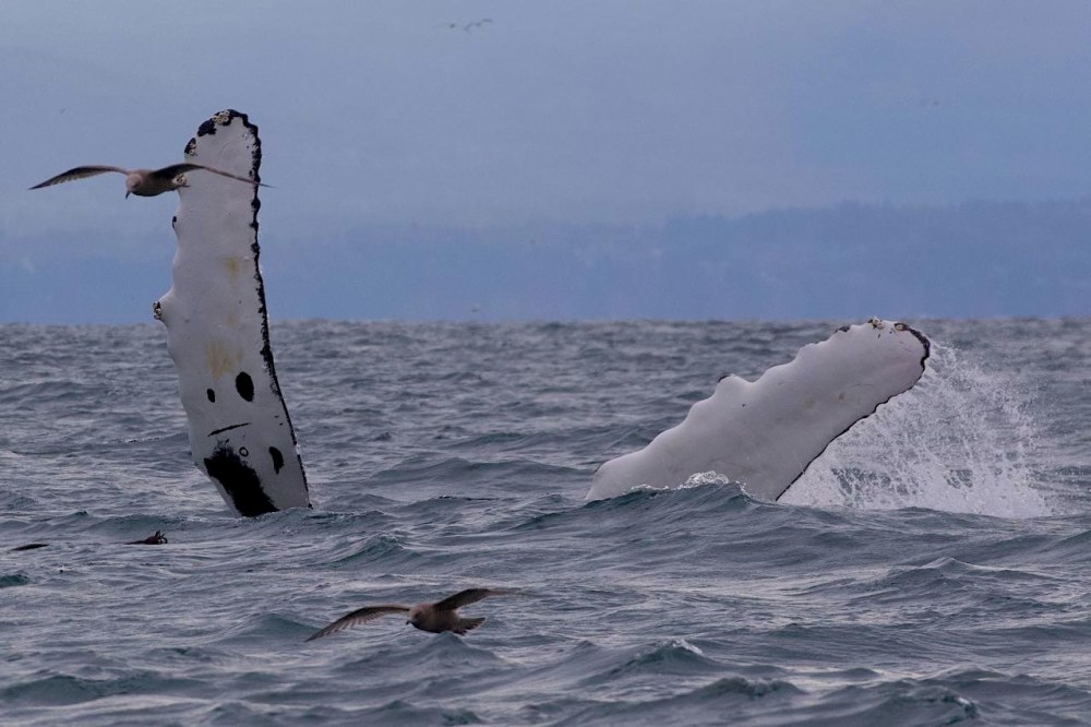 a bird flying over a body of water